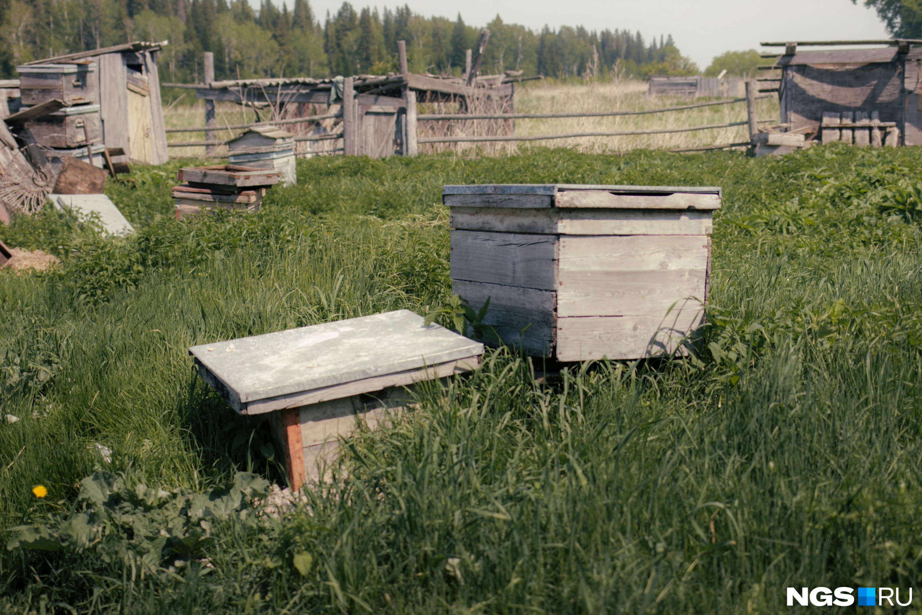 Борис Николаевич разводит пчел. Мед, по его признанию, тут самый чистый: мало людей и рядом цветет акация
