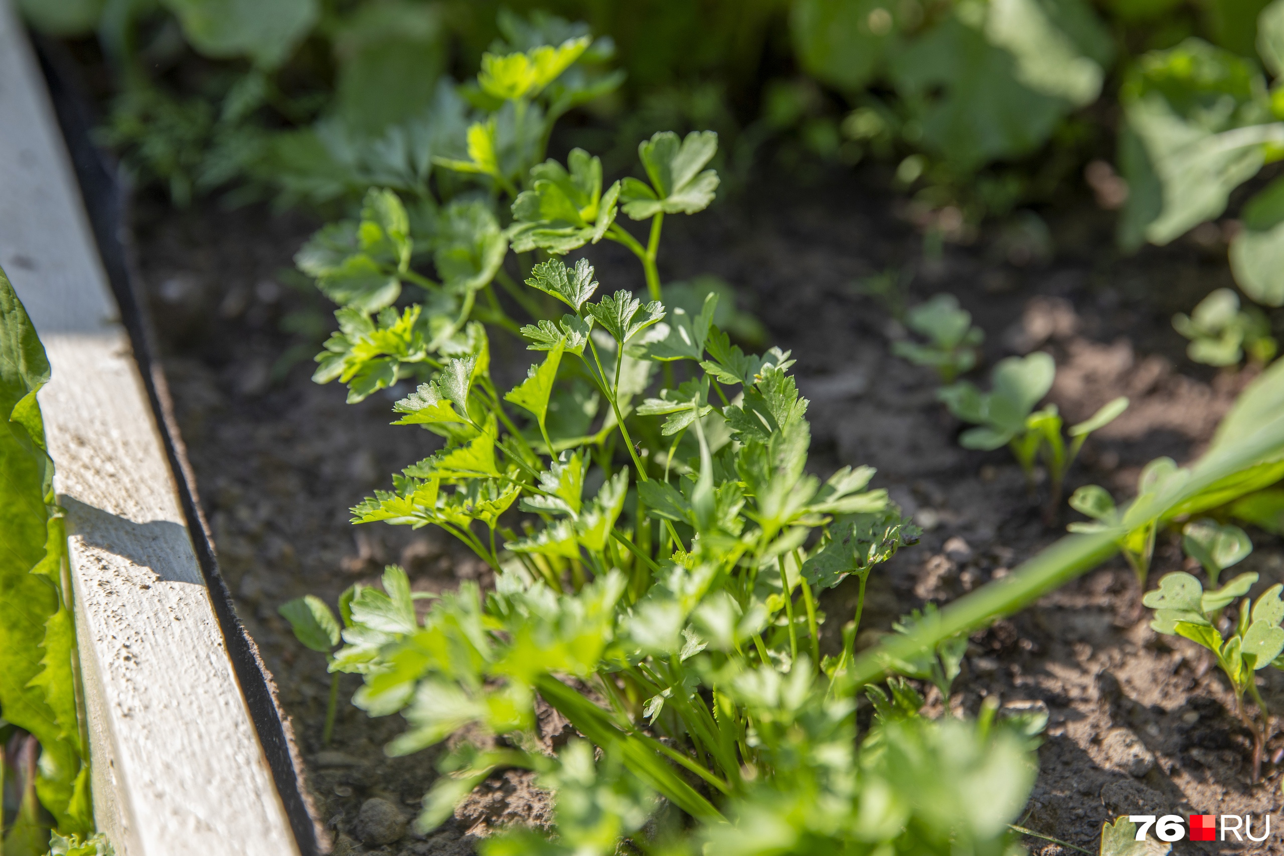 Какую зелень посадить в саду и на даче в открытом грунте: травы и салат —самая простая в выращивании зелень - 24 июля 2021 - 74.ru