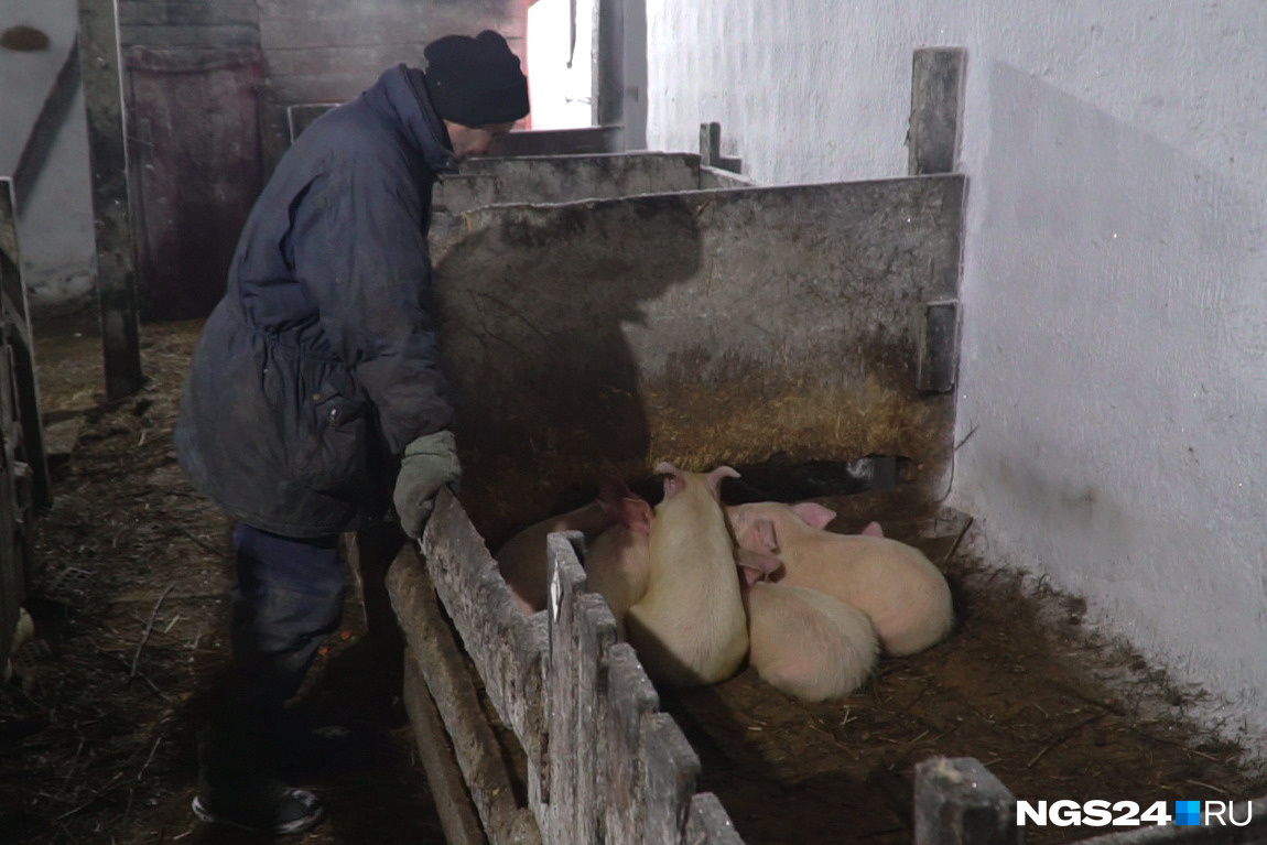 Нынешний житель «Вектора» работает в стайке — тут сейчас держат <nobr class="_">80 свиней</nobr>