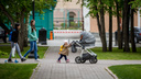 Каждый пятый ребенок в Новосибирской области рождается вне брака