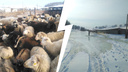 «Погибнут 700 овец и 20 коров»: паводок и бюрократия уничтожают ферму под Красноярском