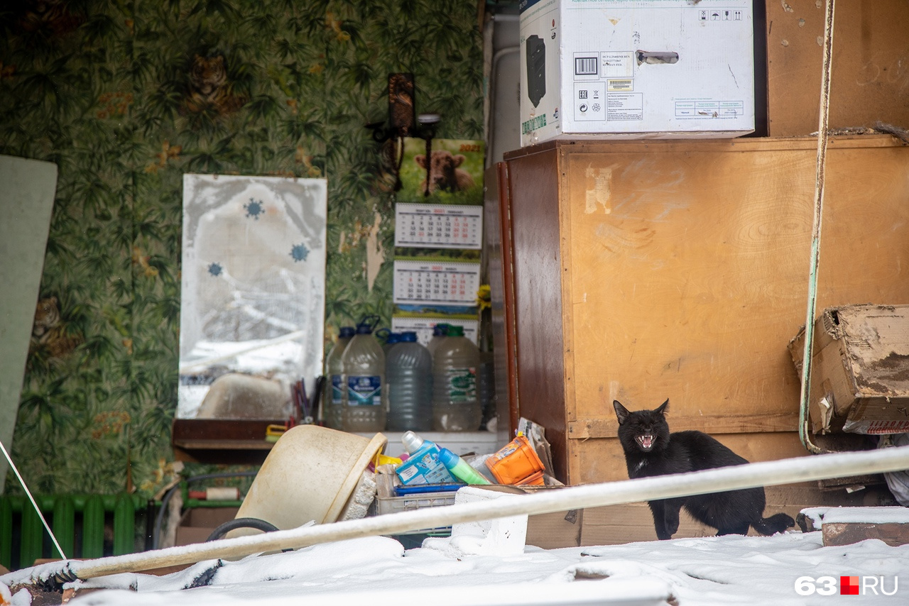 В одной из квартир жили несколько кошек. Пушистики долго ходили по руинам, пытаясь понять: куда делся их дом?