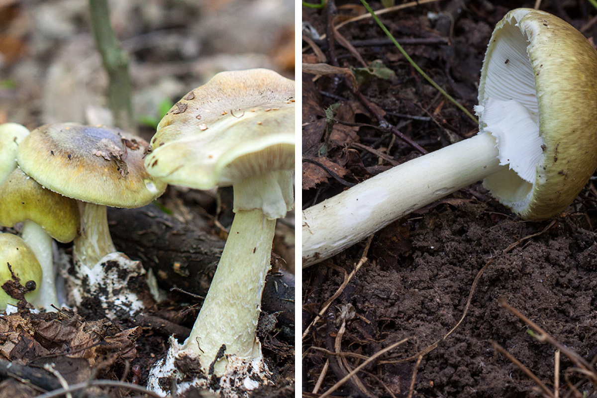 Бледная поганка — самый страшный ядовитый гриб. Внизу у нее мешочек, а на ножке есть кольцо