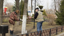 Прервали многолетнюю традицию: в Ярославле власти отказались от побелки деревьев