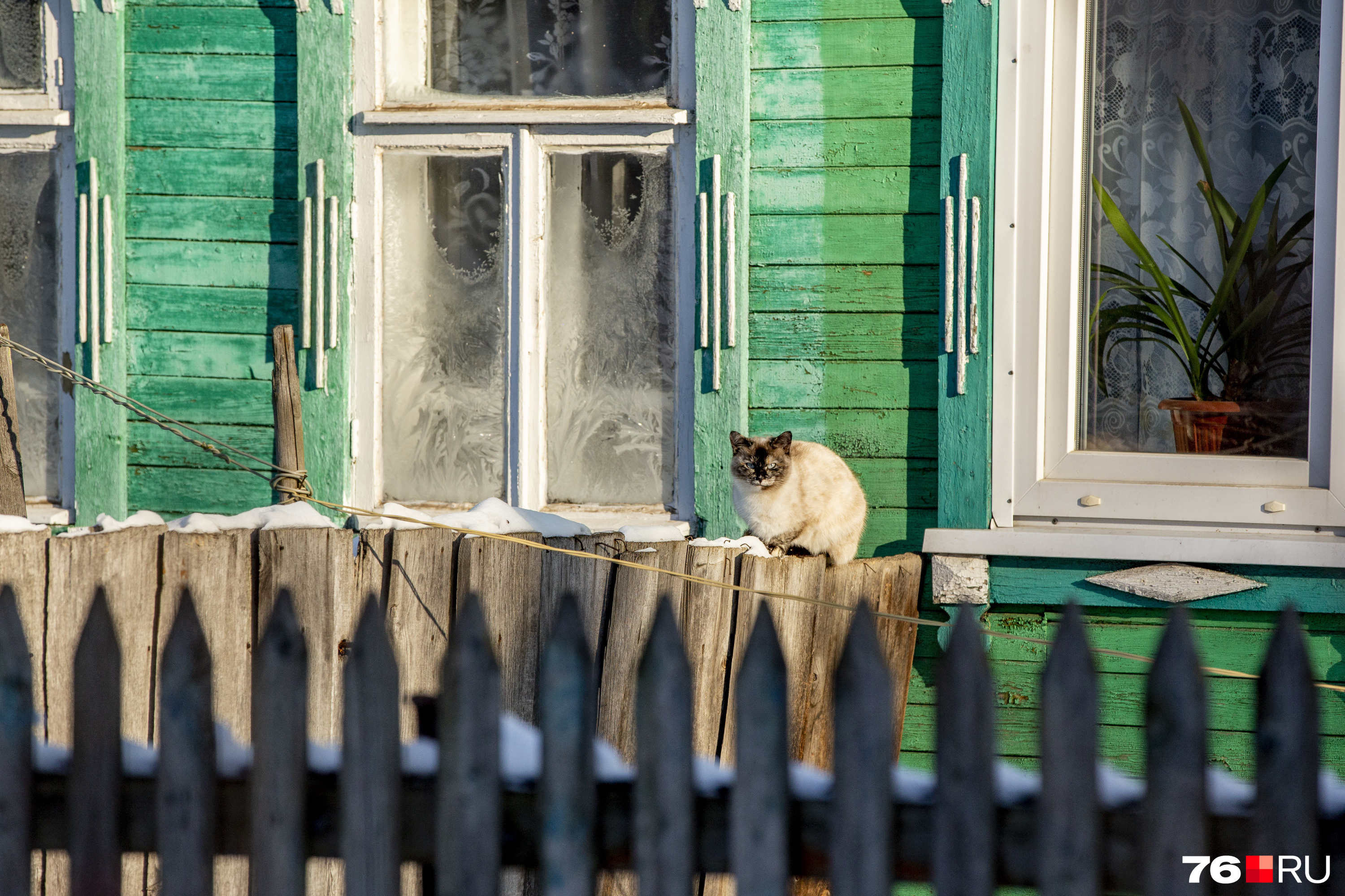 Котик и морозные узоры на окне
