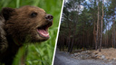 Сейчас они худые и голодные: медведица с медвежонком вышли к охотникам в Новосибирской области