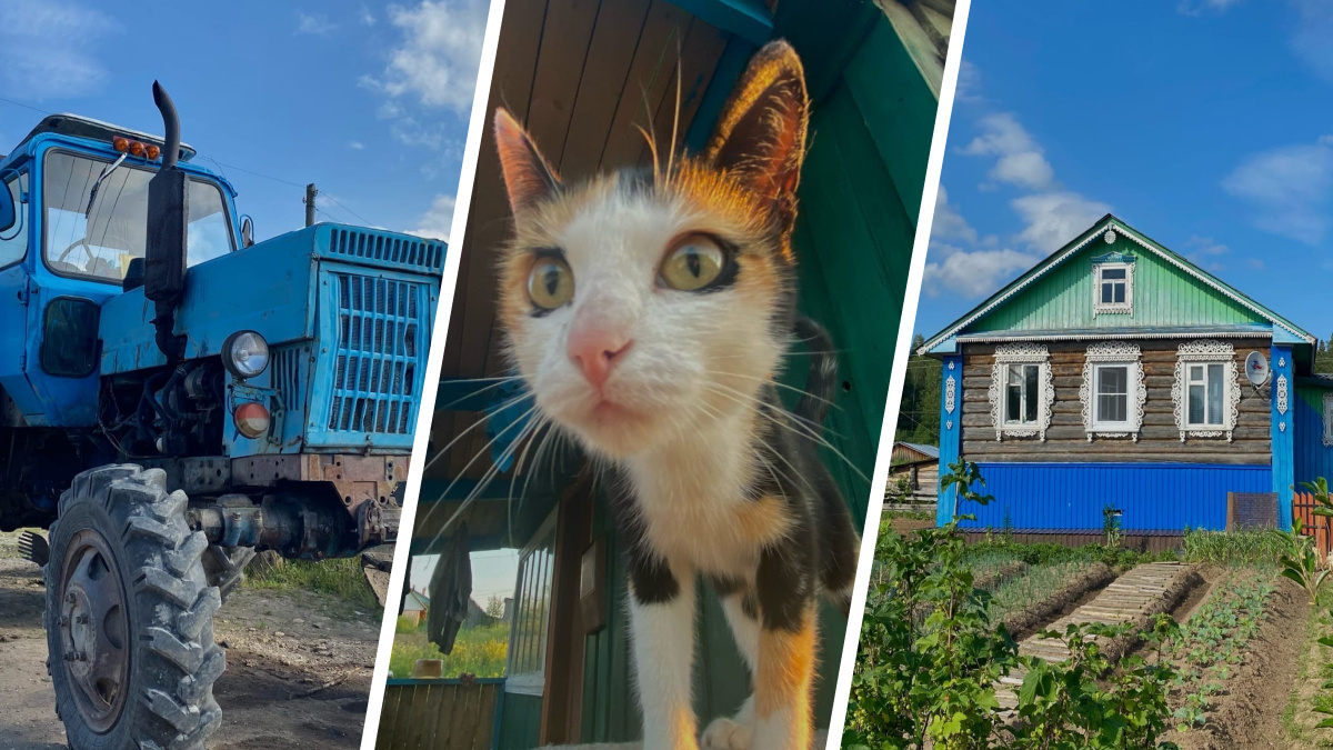 Онлайн-билет на сельский курорт: фоторепортаж из Плесецкого района, после которого хочется в деревню