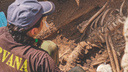 В Перми во время прокладки труб нашли захоронения первых городских чиновников. Выкопают не всех