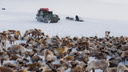 «Будто попал в несуществующую локацию»: новосибирский фотограф сделал сказочные снимки чукотских оленей