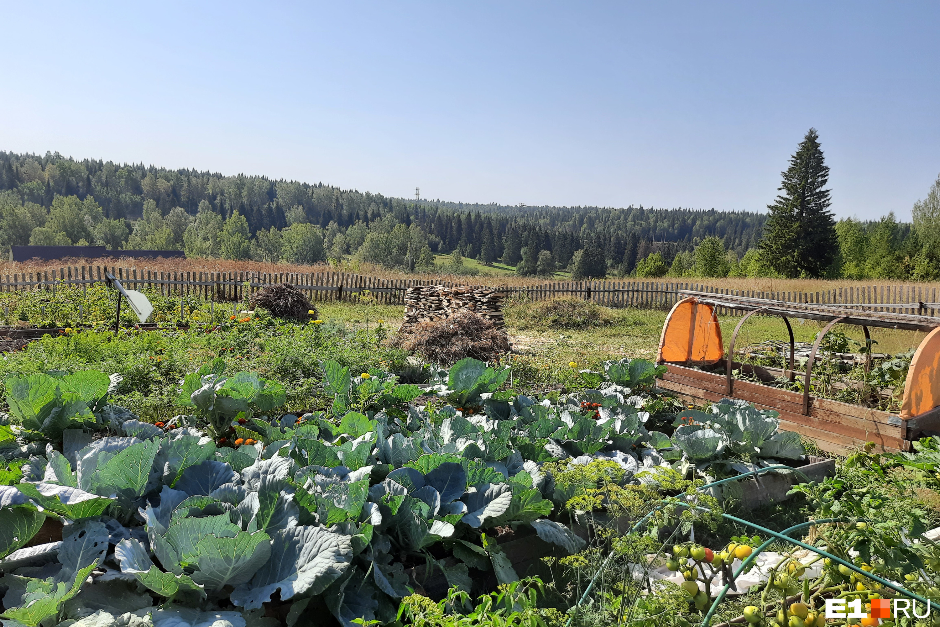 Агроном дал семь простых советов, как избавить капусту от слизней изащитить урожай, делаем своими руками ловушки на огороде, как правильнополивать капусту - 29 августа 2021 - e1.ru