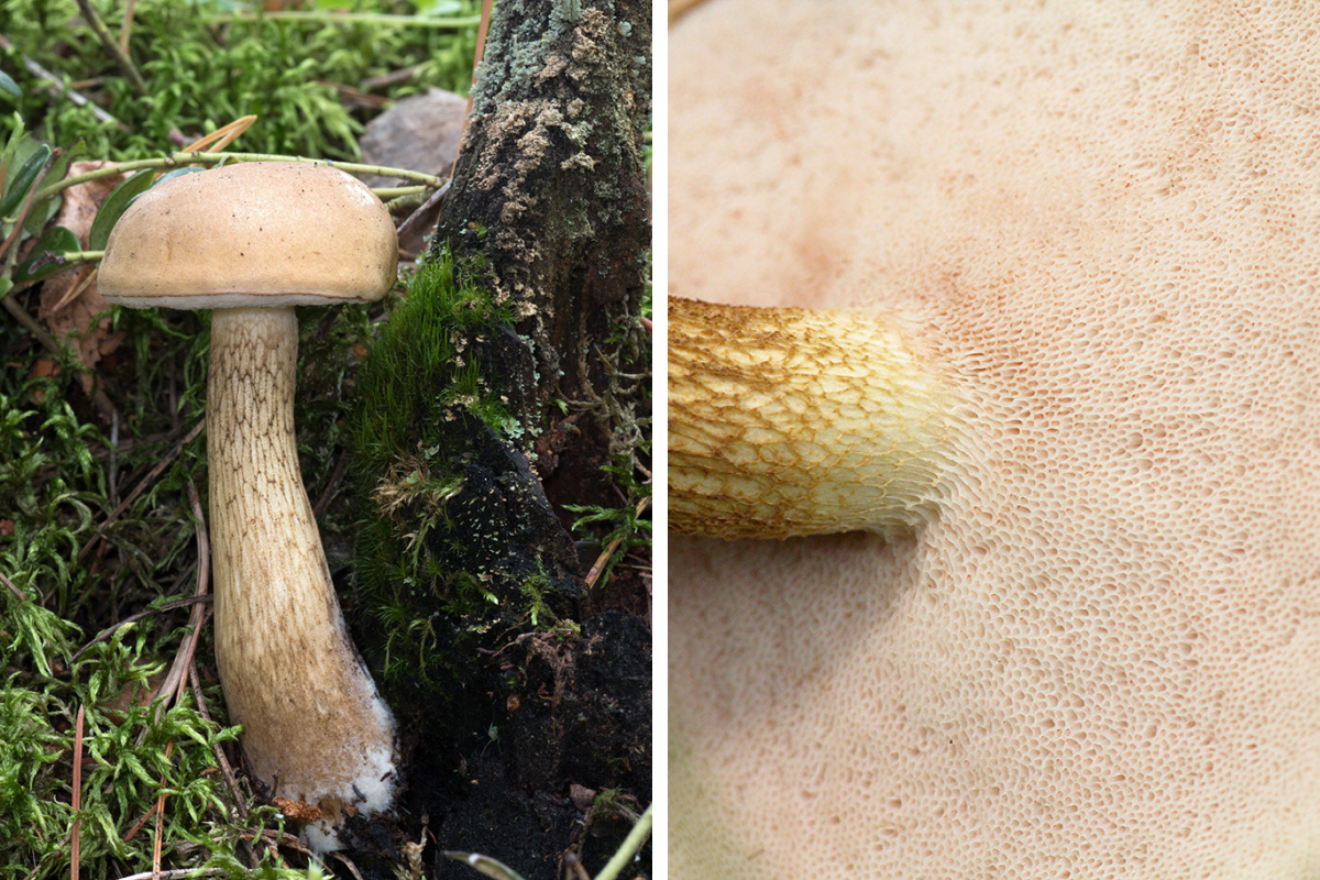 Как отличить ядовитый гриб от съедобного, как выглядит бледная поганка,  сатанинский гриб, желчный гриб - 3 сентября 2021 - НГС