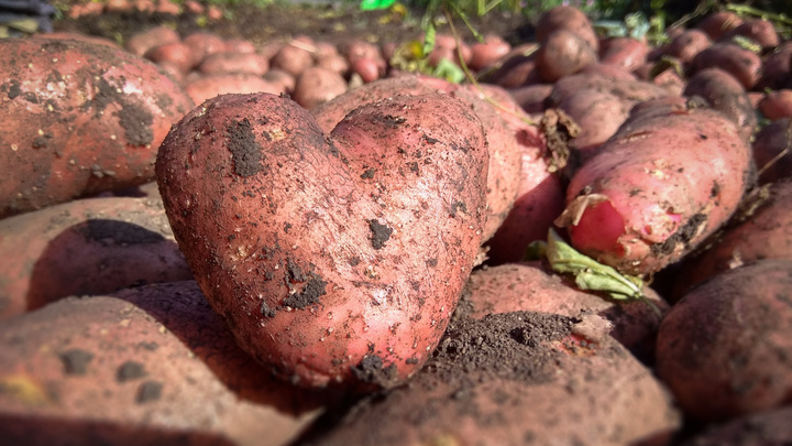 Когда выкапывать картофель, чтобы не лишиться урожая после жаркого лета