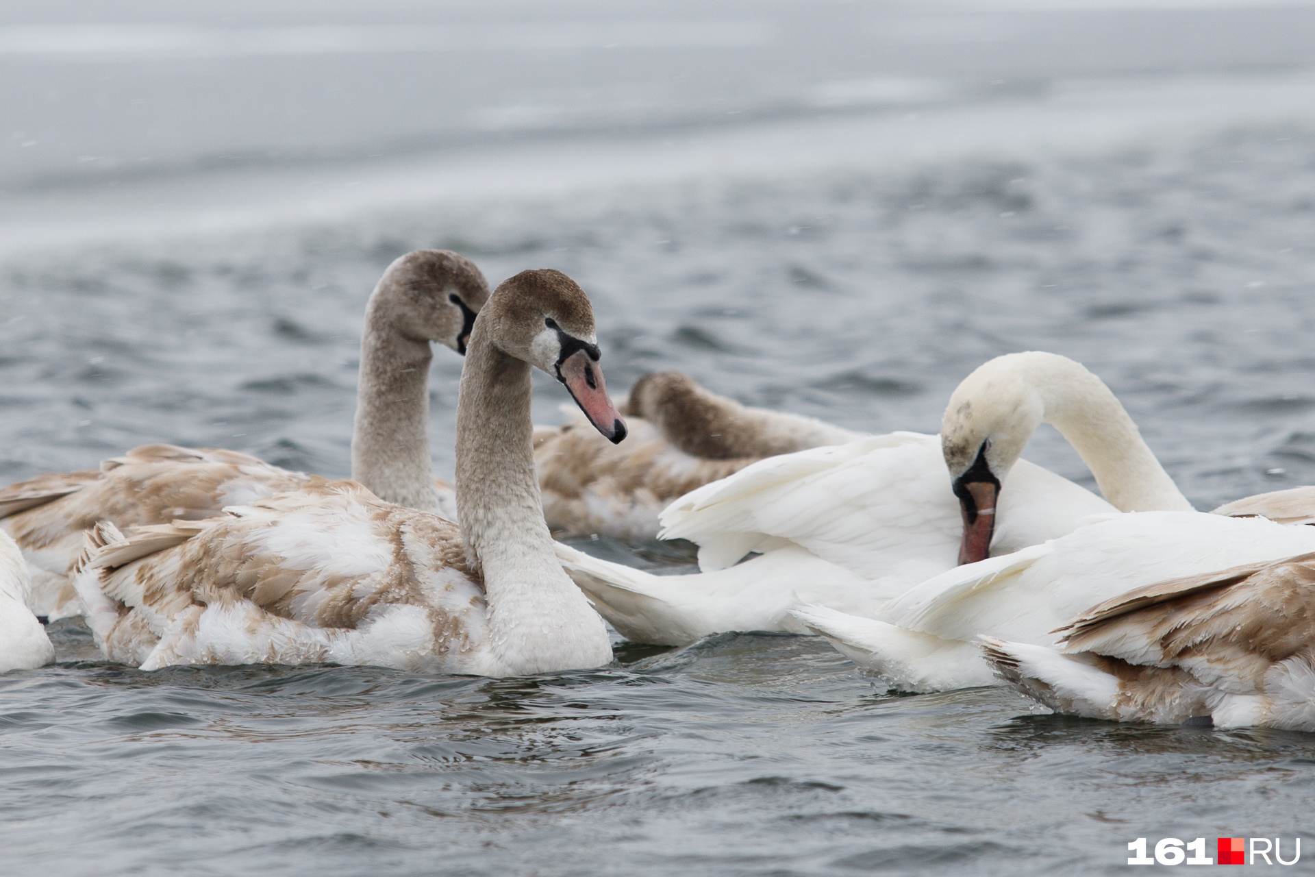 Наелись мусора и хлеба: в Бийске на озере погибли лебеди