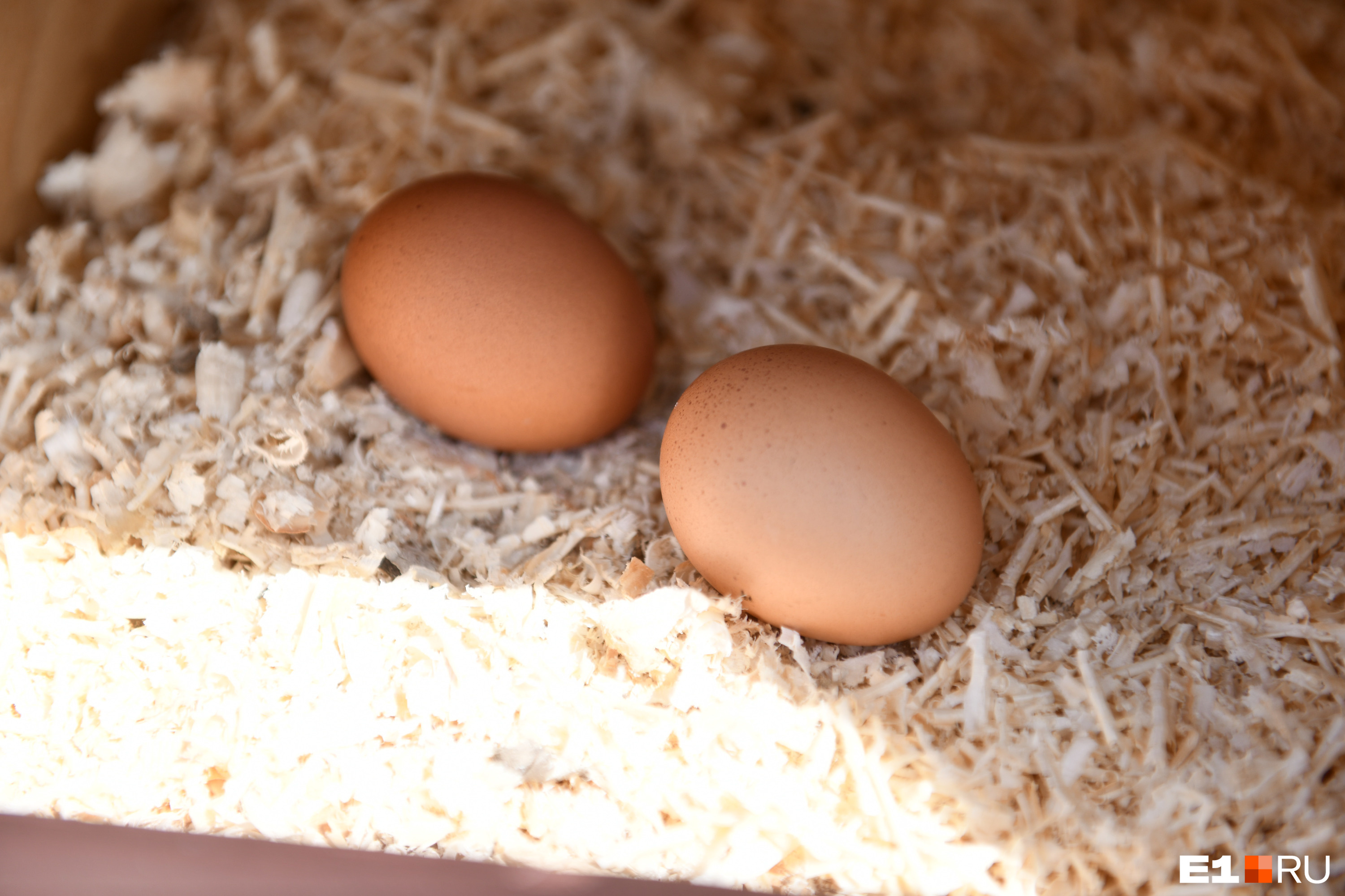 Продам кур птицефабрика. Куры птицефабрика Улан-Удэ. Яйца против куриц. Собираем яйца от куриц.