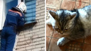 В Новосибирске кошка застряла задней лапой в <nobr class="_">окне —</nobr> видео, на котором ее вызволяют спасатели