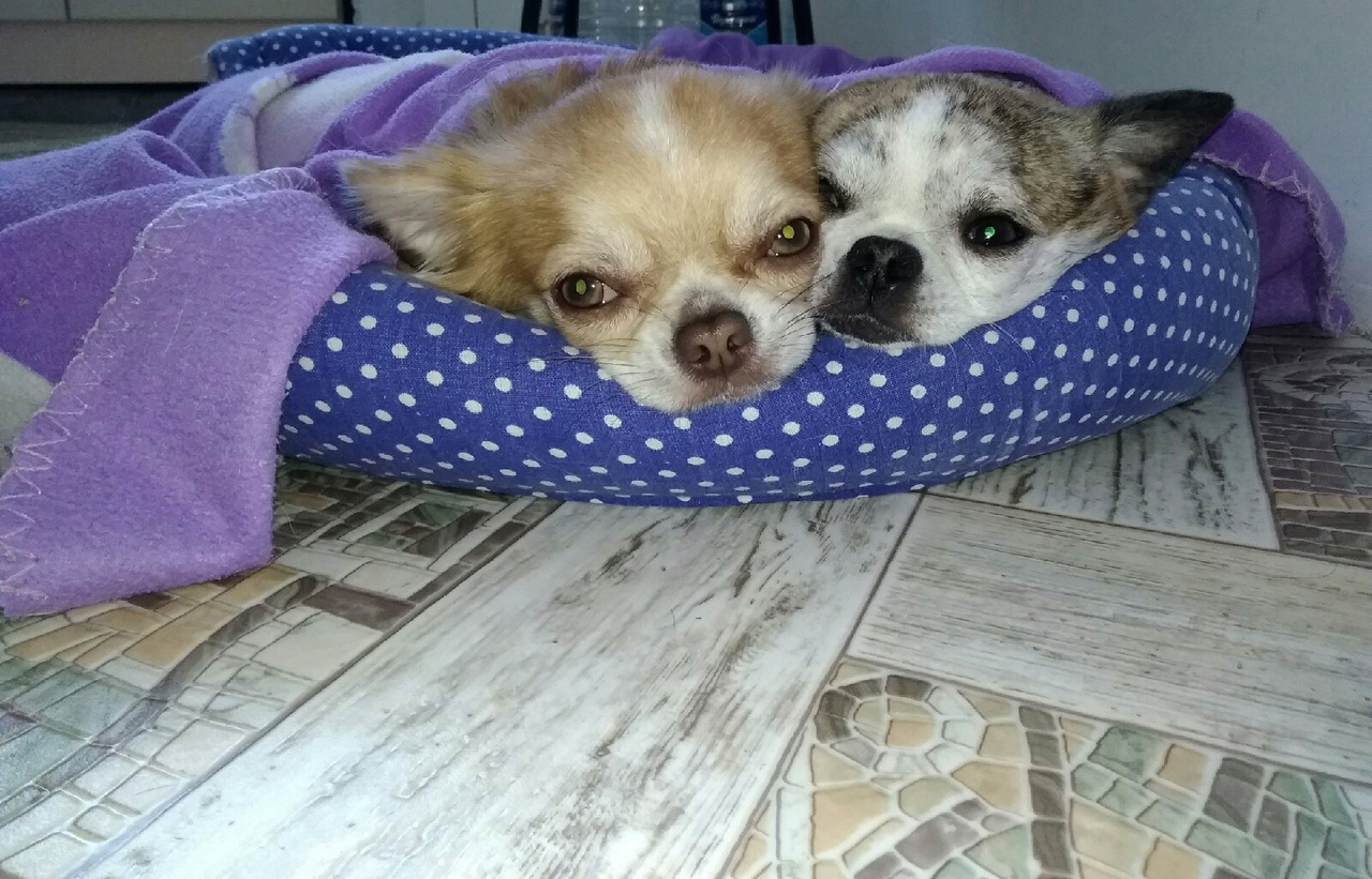 Хвостатый питомец. Выставка-раздача бездомных животных "хвостатый день". Хвостатый день для животных. Хвостатый питомец ютуб канал. Хвостатый питомец.