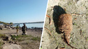 «Мимо ходили 250 раз»: в Новосибирске женщина случайно наткнулась на боевую гранату на берегу