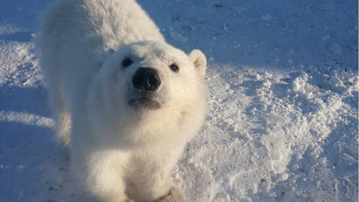 Умирающего медвежонка спасли с острова на севере Красноярского края. Он поселится в московском зоопарке