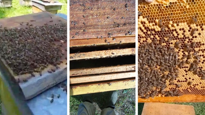 «В районе 20–30 предприятий, а обвиняют именно нас»: агрохолдинг «Дары Малиновки» ответил на обвинения в гибели пчел