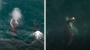 Новосибирский фотограф снял видео с горбатыми китами на Камчатке — оно завораживает