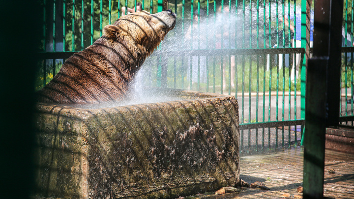 Плещутся и ревут от радости: смотрите, как переживают жару медведи в уфимском Парке лесоводов