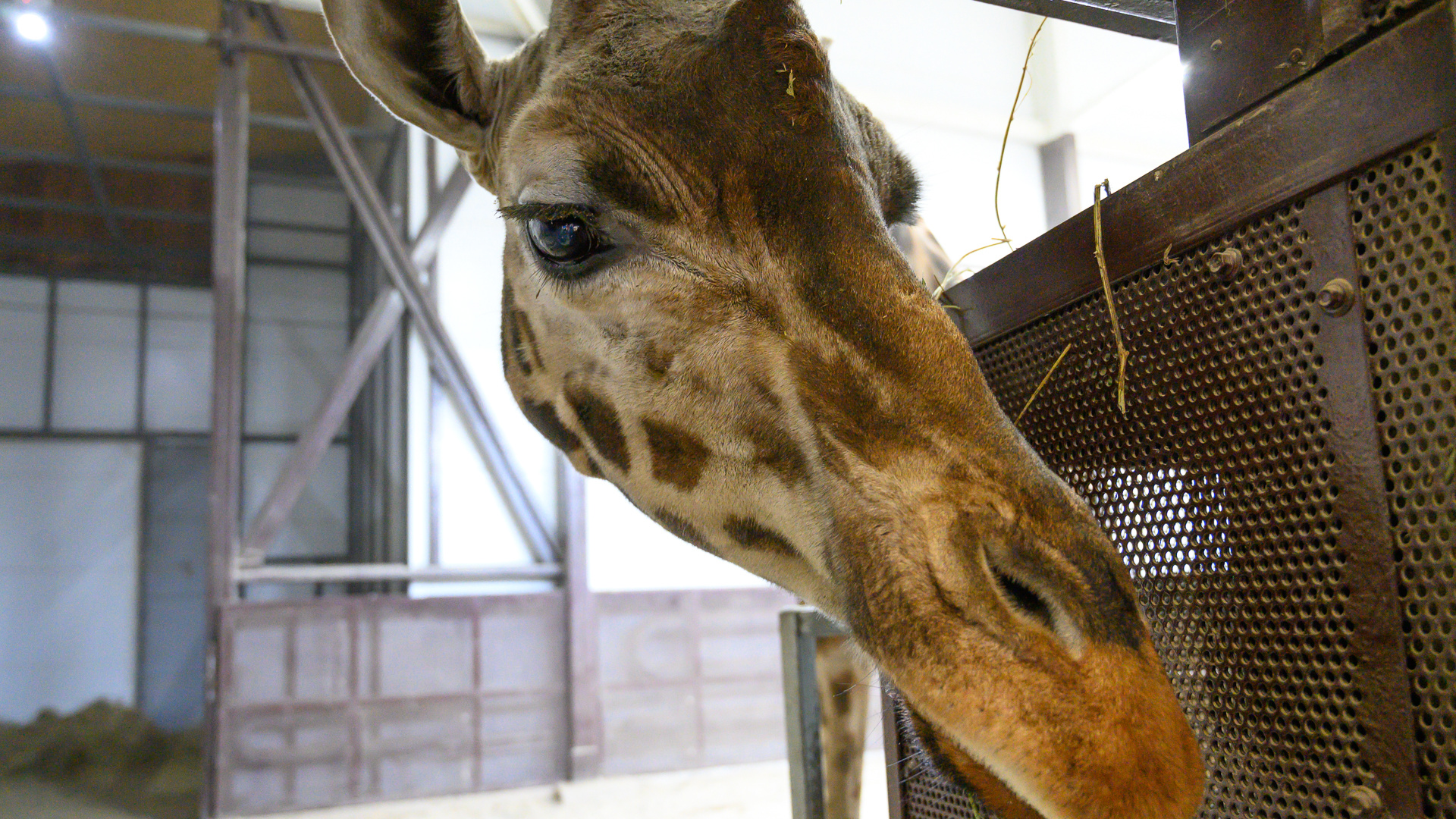 Жители Кузбасса смогут посмотреть жирафов, зебр и бегемотов, которых привезут в Новосибирский зоопарк