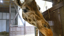 В Новосибирский зоопарк привезут жирафов, зебр и бегемотов
