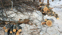 Власти Самары ответили на претензии о вырубке деревьев в Сорокиных Хуторах
