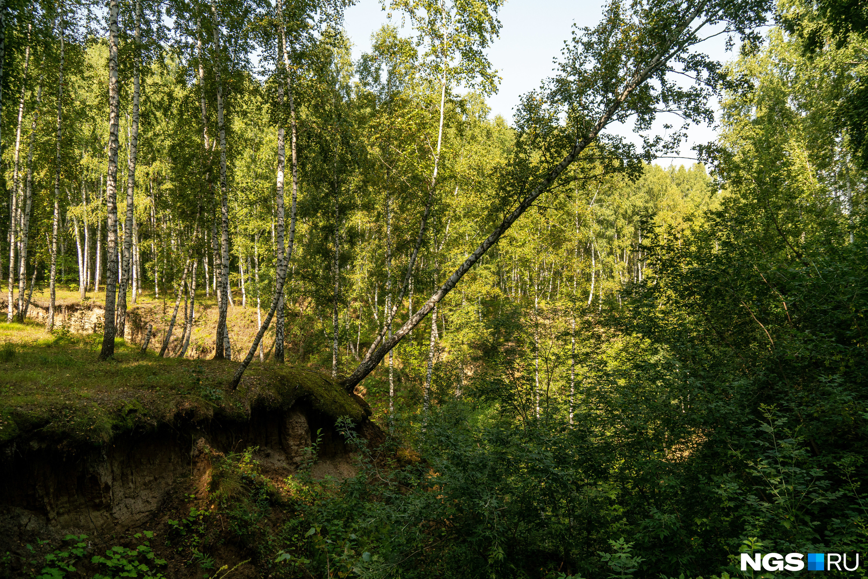 Лог, по которому бегут ручьи-притоки Камышенки, похож на тот, что в Дендропарке, только сосен здесь нет