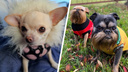 Утепляются все! 20 фотографий смешных собак в осенних куртках