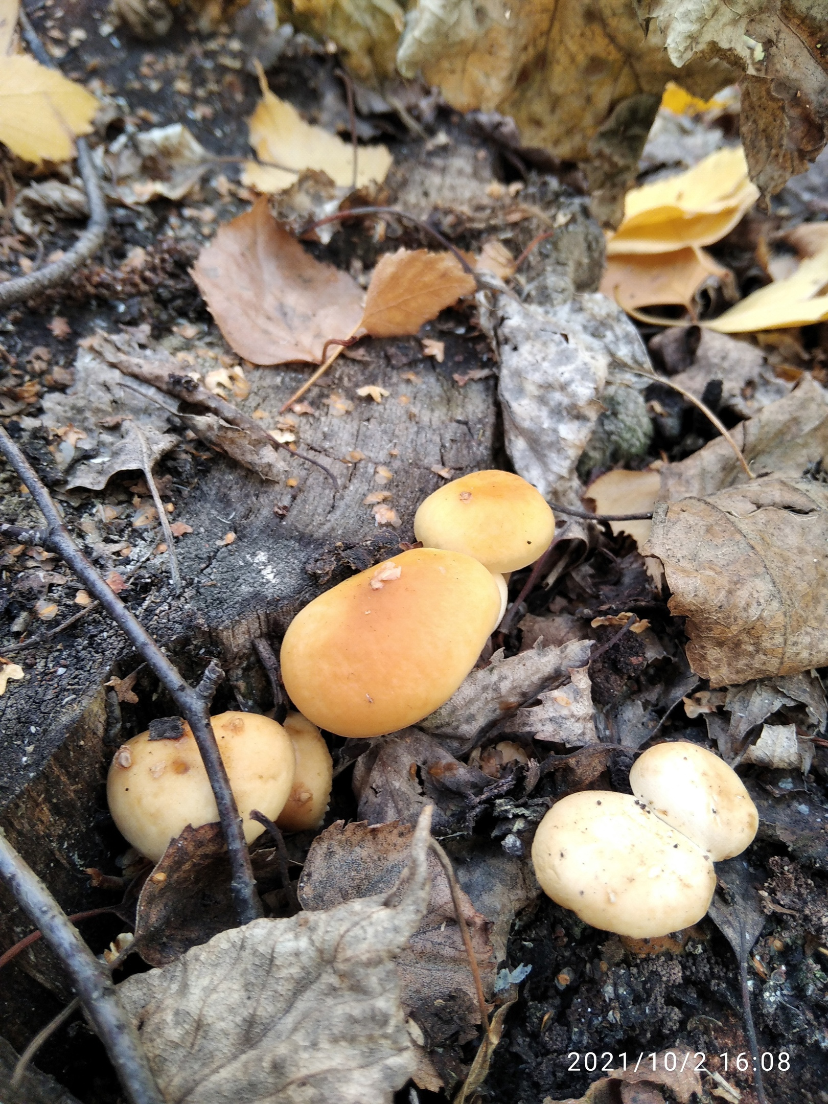 Иногда попадаются грибы на пнях