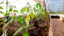 «Не досчитаетесь 80% урожая»: как формировать огурцы и помидоры, чтобы было что собирать