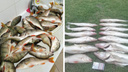 «Клюет на всё»: новосибирцы хвастаются огромными уловами — где можно наловить больше всего рыбы
