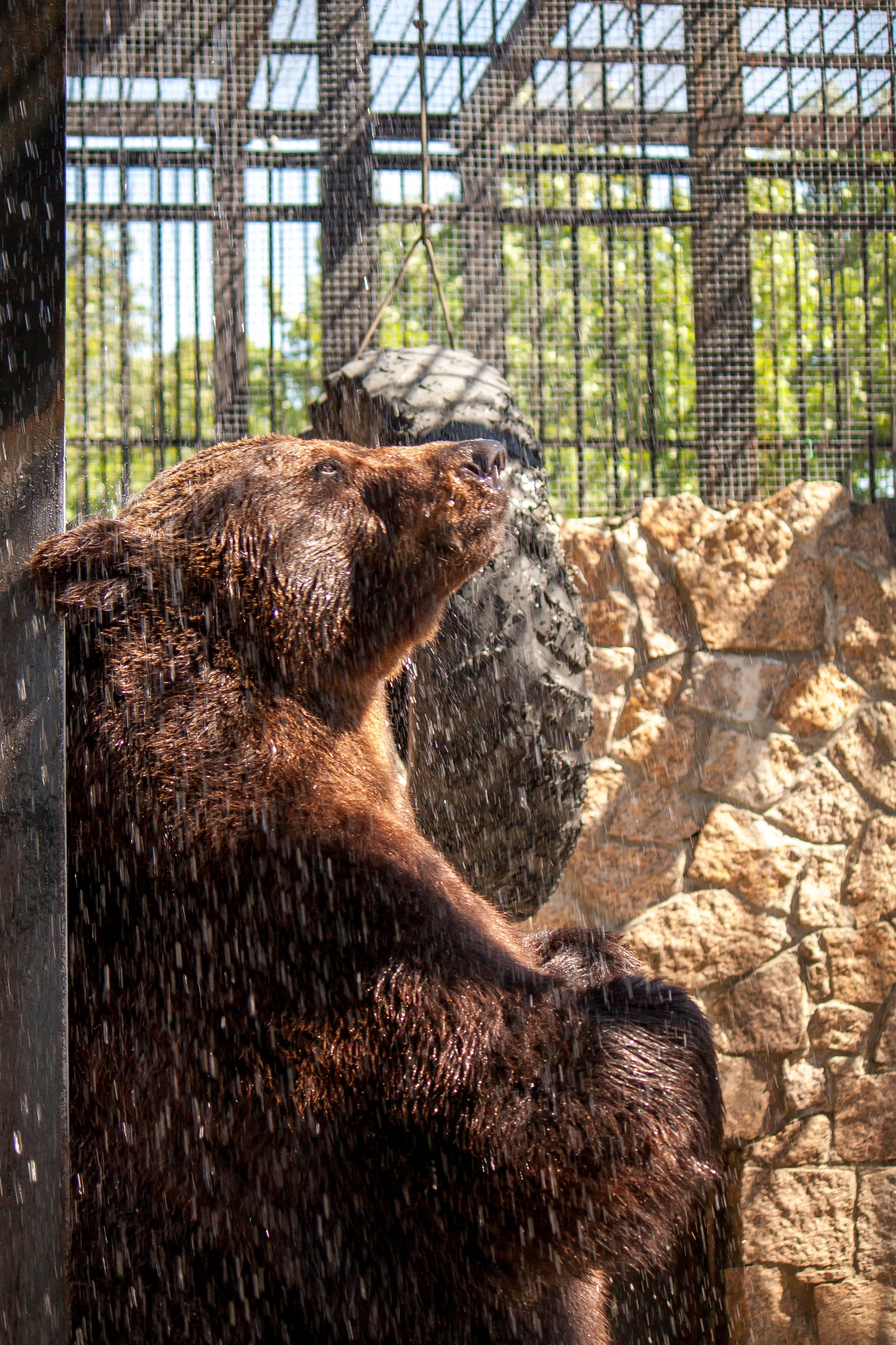 В зоопарке считают, что медведей накормили отравленным мясом