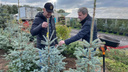 В Архангельске посадят молодые деревья, какие — выбрал глава города Дмитрий Морев