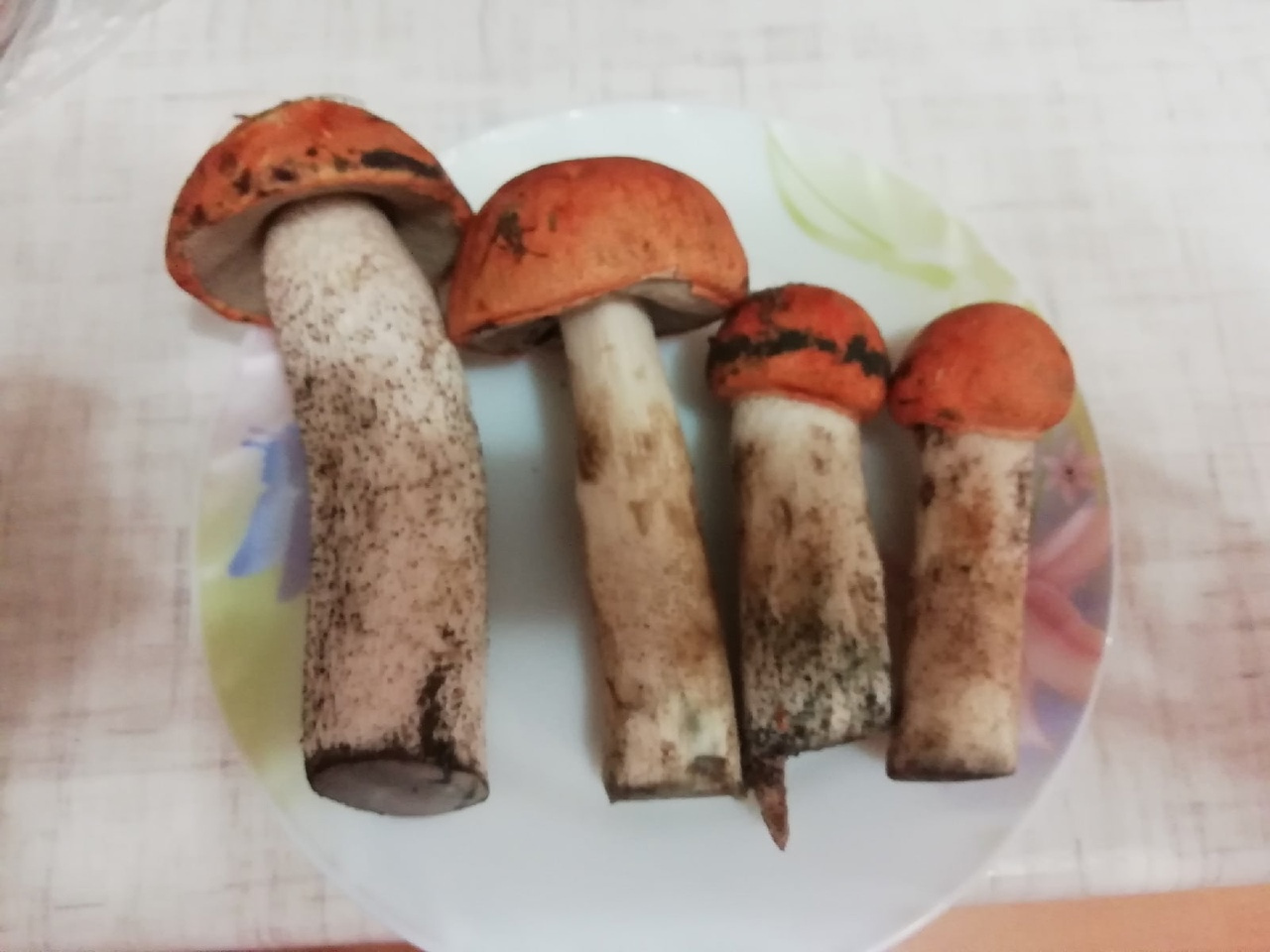 Грибы из Абрамово Грибы из Абрамово