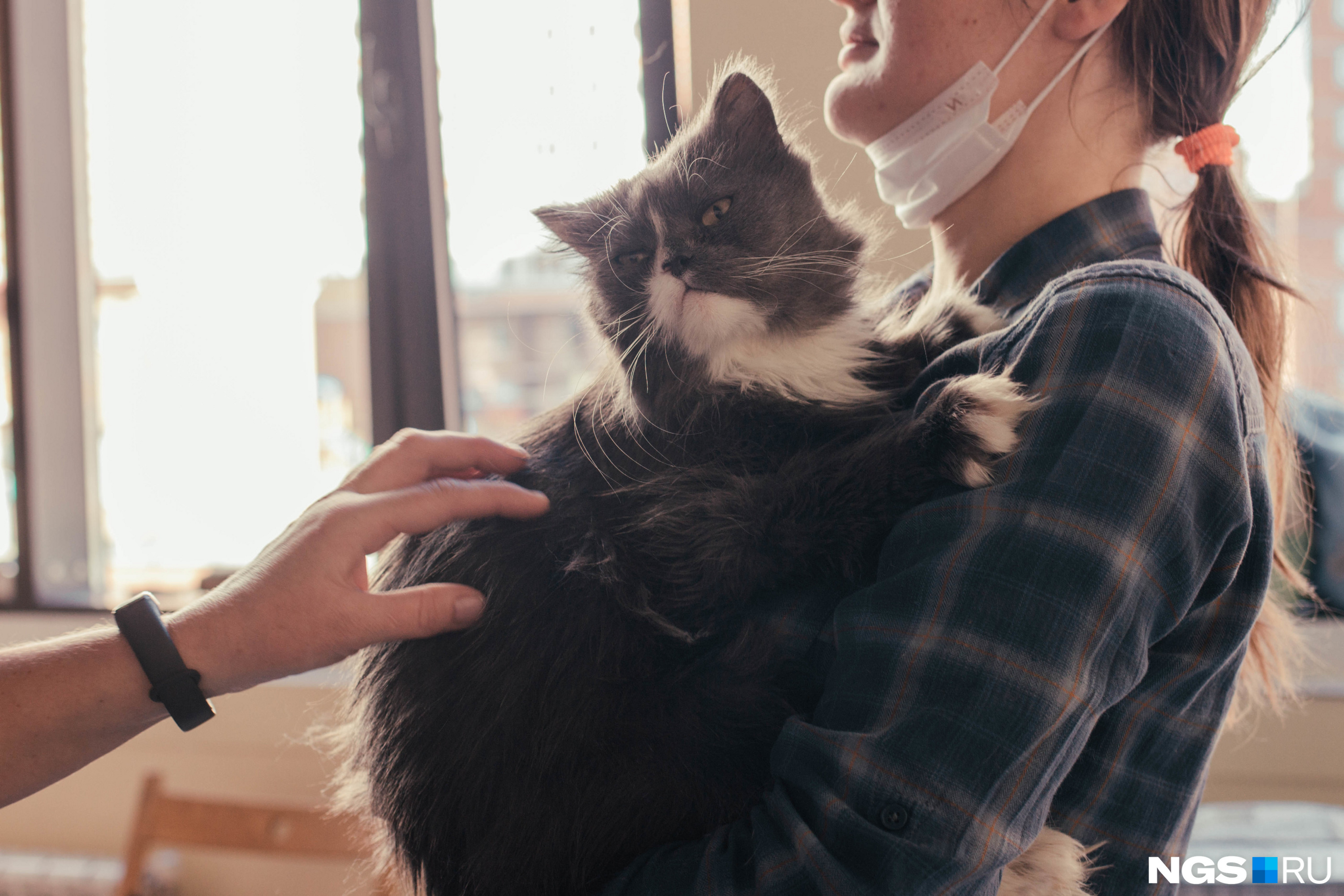 Всплески активности: почему кошки носятся по дому и когда нужно идти к специалисту
