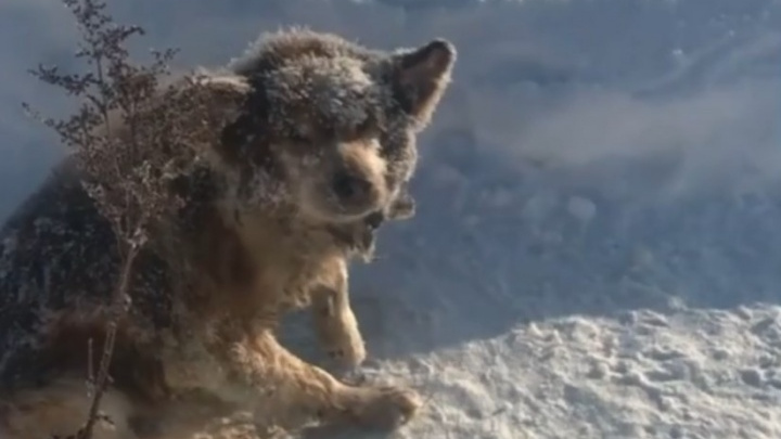 В Башкирии скончался пес Лаки, которого спасли от смерти в мороз