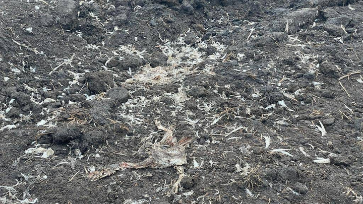 «Тушки кур валяются незакрытыми»: показываем место массового сожжения птицы под Тюменью