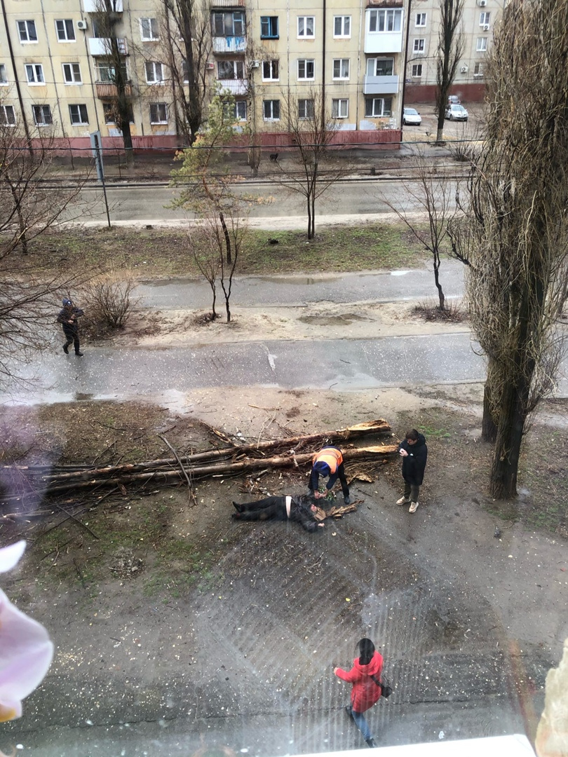 Рухнувший тополь придавил женщину на улице Дзержинского Рухнувший тополь придавил женщину на улице Дзержинского