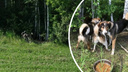 Четыре брошенных собаки. Что сейчас с животными пропавшего пенсионера, который ехал из Магадана в Донецк