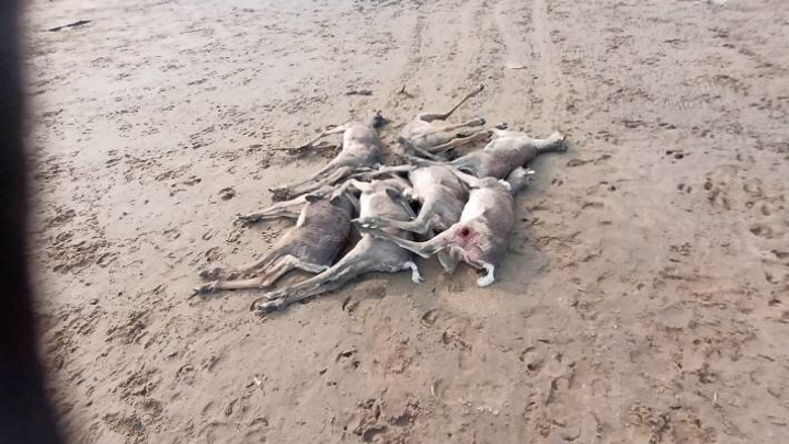 В Хатанге инспектор охотнадзора нашел десятки застреленных оленей. Теперь его вынуждают уволиться