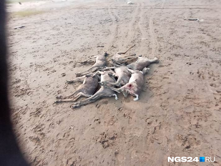 Погибших оленей гораздо больше Погибших оленей гораздо больше