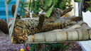 В Новосибирский зоопарк из ОАЭ привезли невесту мраморному коту-одиночке