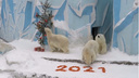 В Новосибирском зоопарке для трех белых медведей нарядили елку и рассыпали угощение (публикуем очень милое видео)