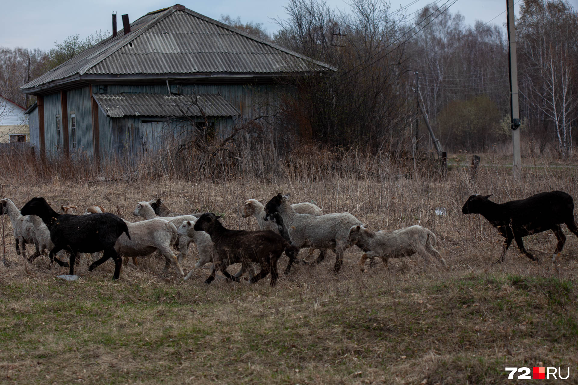 В этой небольшой деревне многие держат домашний скот. Трудно представить, как бы людям со своими животными пришлось эвакуироваться, если бы пожар не остановили вовремя