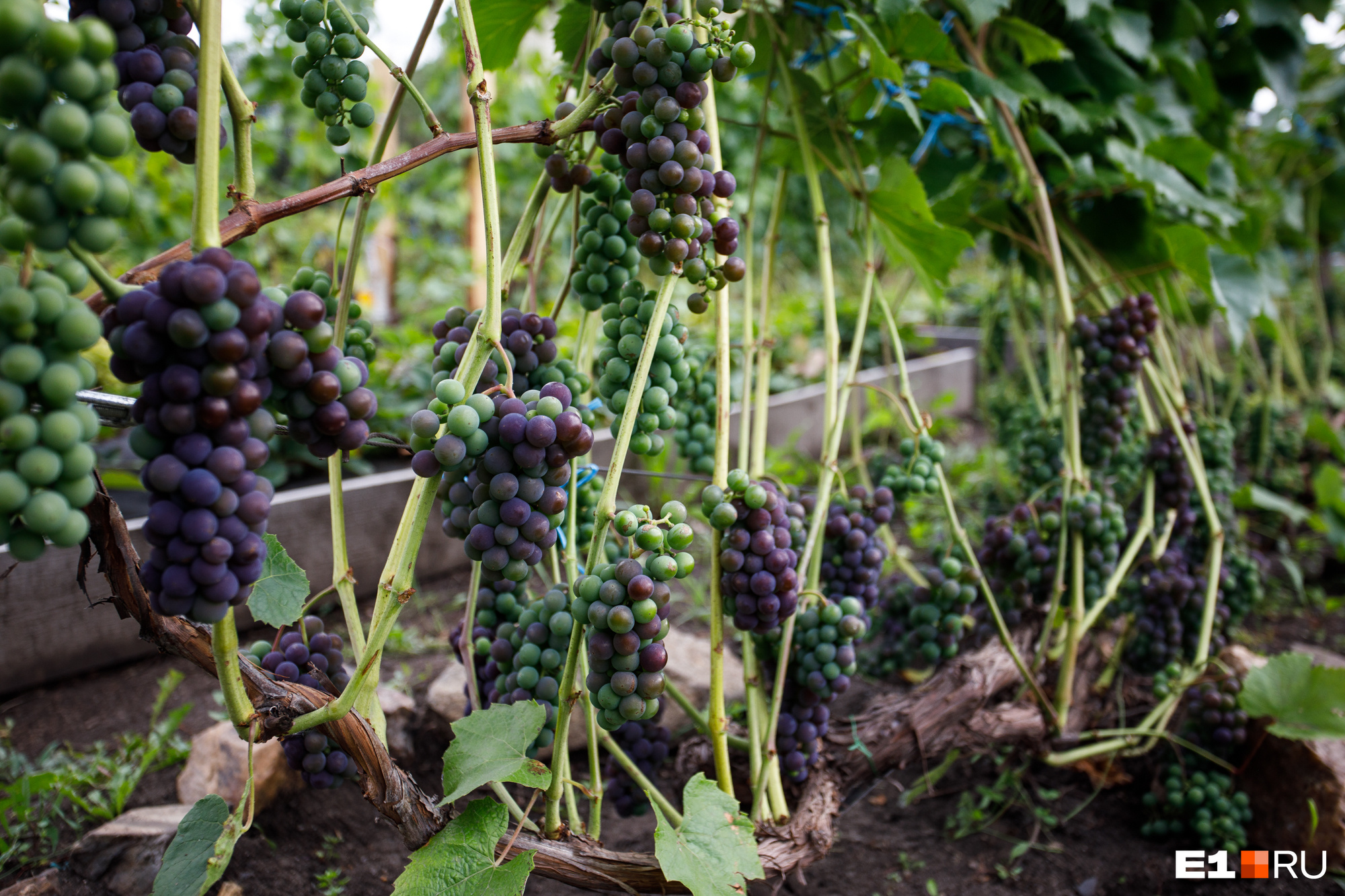 Виноград который растёт на Урале летом. Можно ли вырастить виноград на Урале. Когда нужно открывать виноград