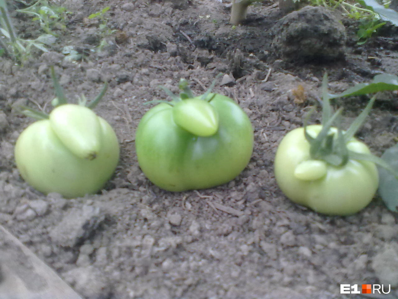 Екатеринбуржцы собрали помидоры необычной формы