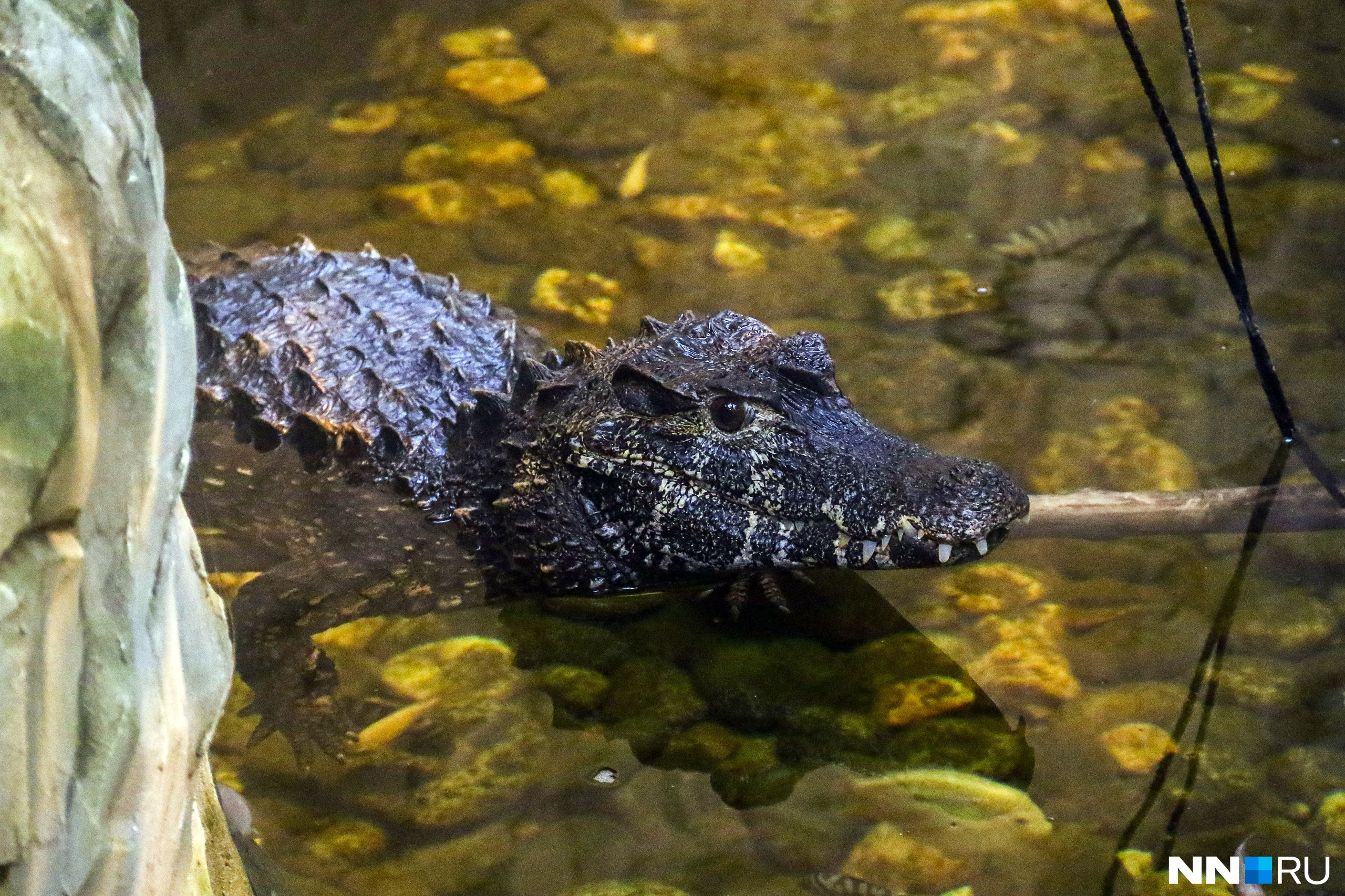 Гладколобые кайманы — небольшие крокодилы, которые достигают в длину до <nobr class="_">1,5 метра</nobr>, становясь взрослыми