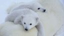 Прогулки по Арктике: фотограф показал милых медвежат и моржей, к которым опасно приближаться